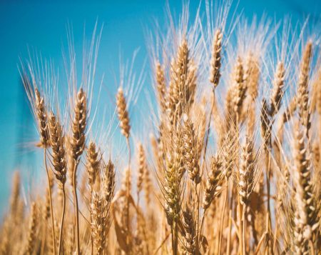 A wheat field, fresh crop of wheat.